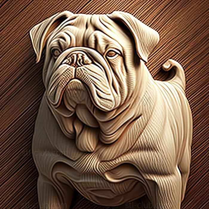 st Continental Bulldog dog